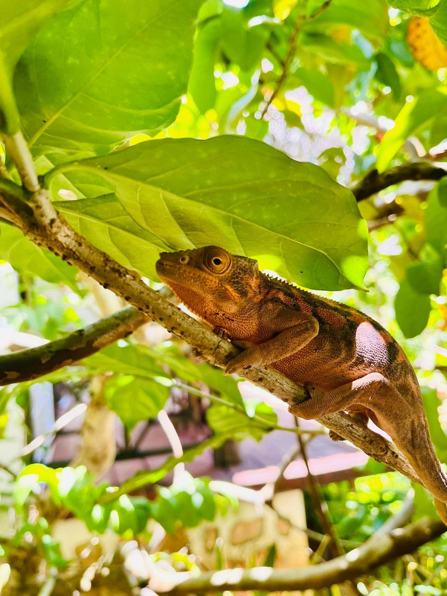 Ampangorinana Tamarin Lodge מראה חיצוני תמונה